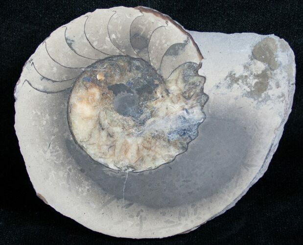 Slice Pleuroceras Ammonite Nodule - Wide #6333